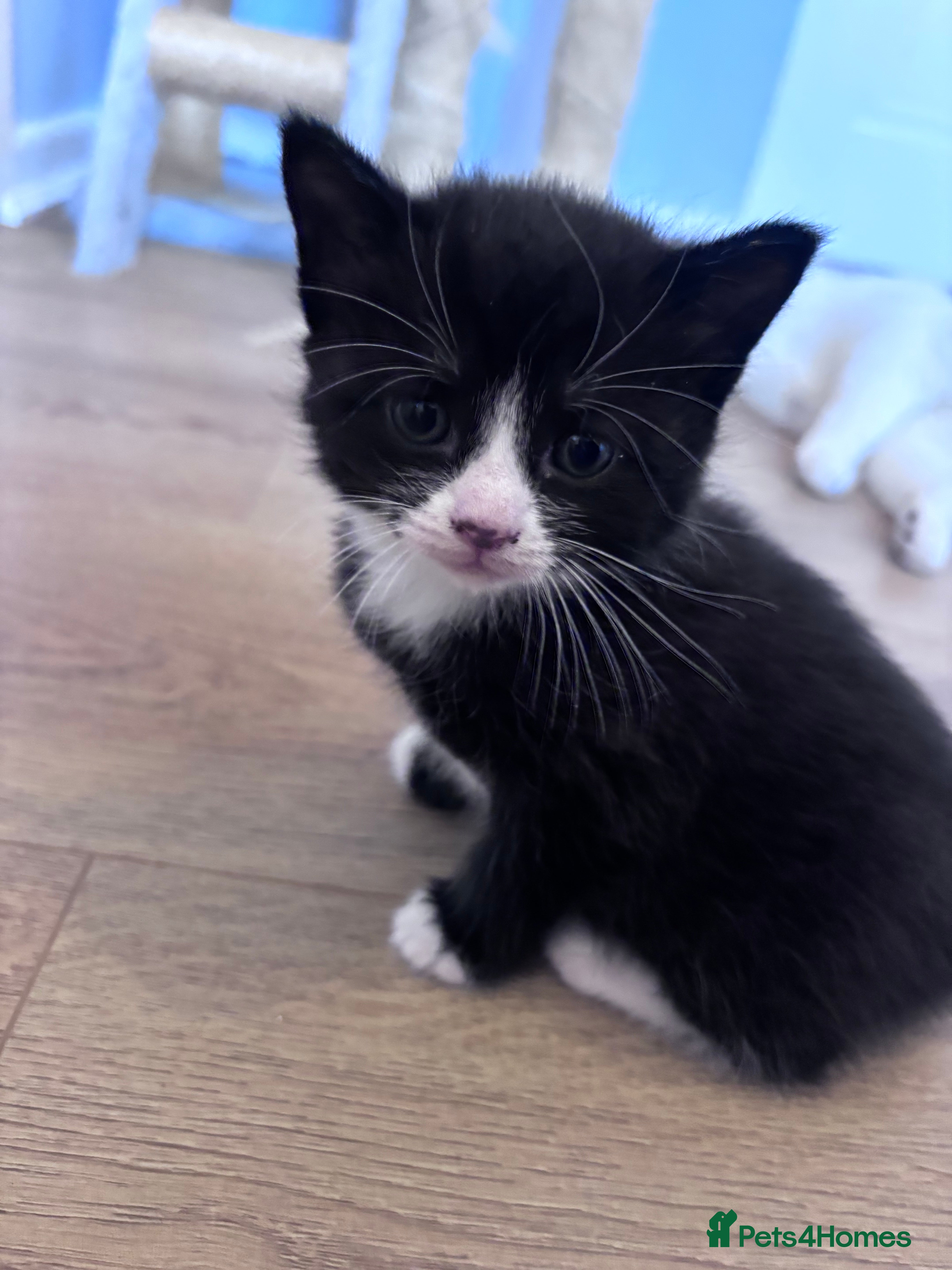 Mixed Breed Kitten 5