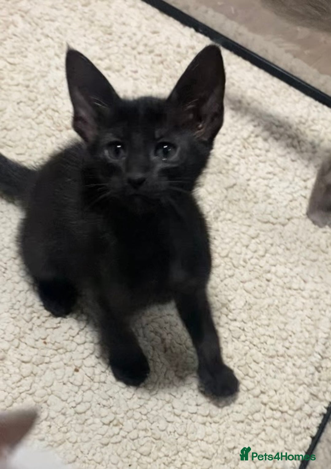 Mixed Breed cats for sale: Oriental/ Siamese  - Advert 21