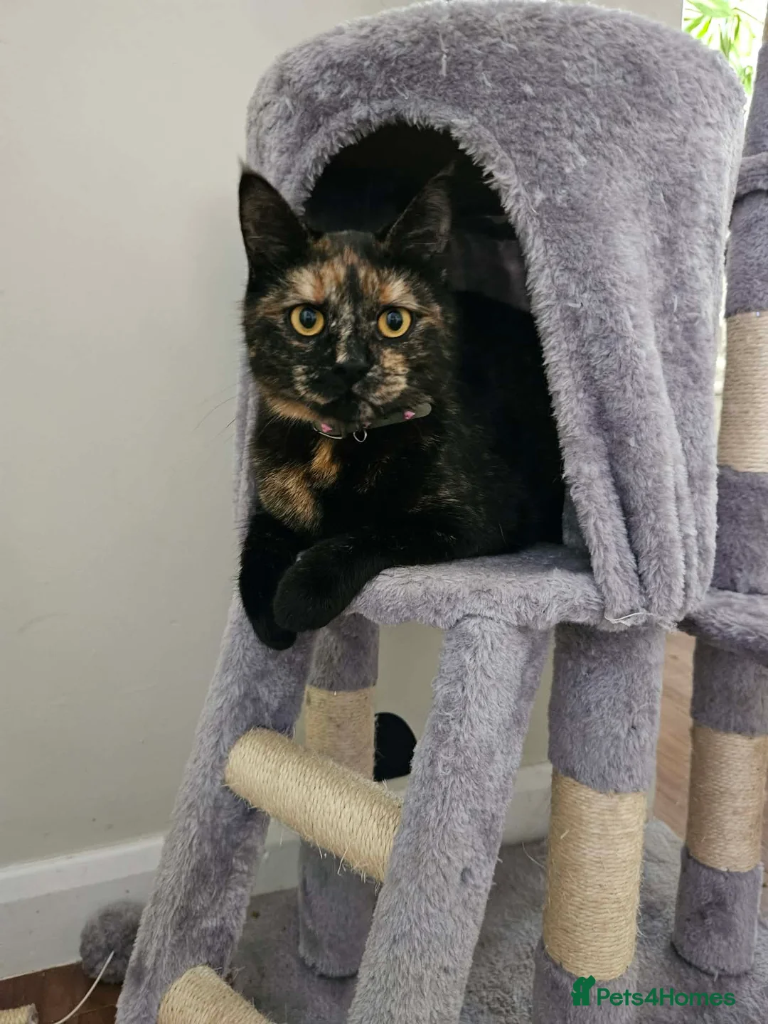 Mixed Breed cats for sale: Cats looking for loving home! - Advert 5