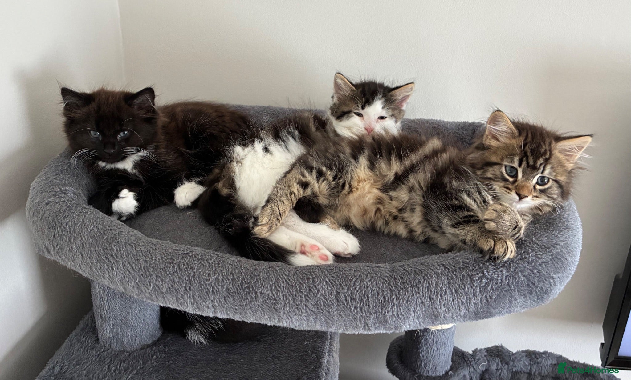 British Longhair cats 5 Adorable kittens - Advert 1