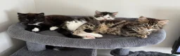 British Longhair cats for sale: 5 Adorable kittens - Advert 1