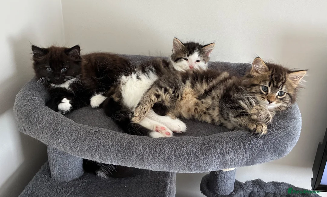 British Longhair cats for sale: 5 Adorable kittens - Advert 1