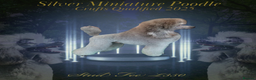 Miniature Poodle dogs for stud: Exceptional Crufts Qualified Silver mini poodle  - Advert 2