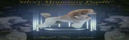 Miniature Poodle dogs for stud: Exceptional Crufts Qualified Silver mini poodle  - Advert 2