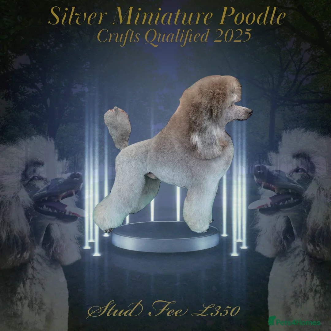 Miniature Poodle dogs for stud: Exceptional Crufts Qualified Silver mini poodle  - Advert 2