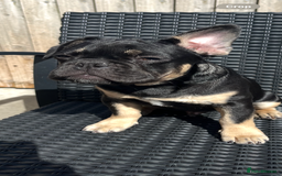 French Bulldog dogs for sale: Beautiful French bulls  - Image 3