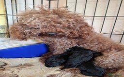 Toy Poodle dogs for sale: Teddy face ASIAN toy poodle pups - ready now  - Image 5