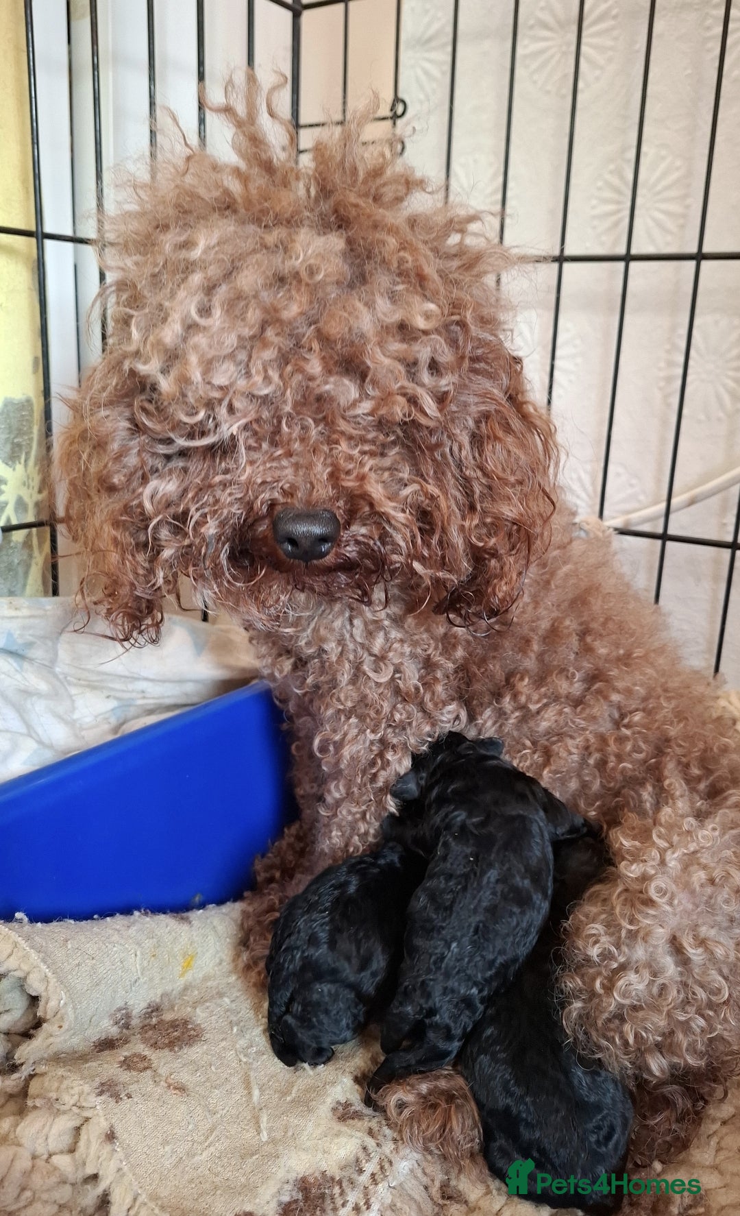 Toy Poodle dogs for sale: Teddy face ASIAN toy poodle pups - ready now  - Image 5