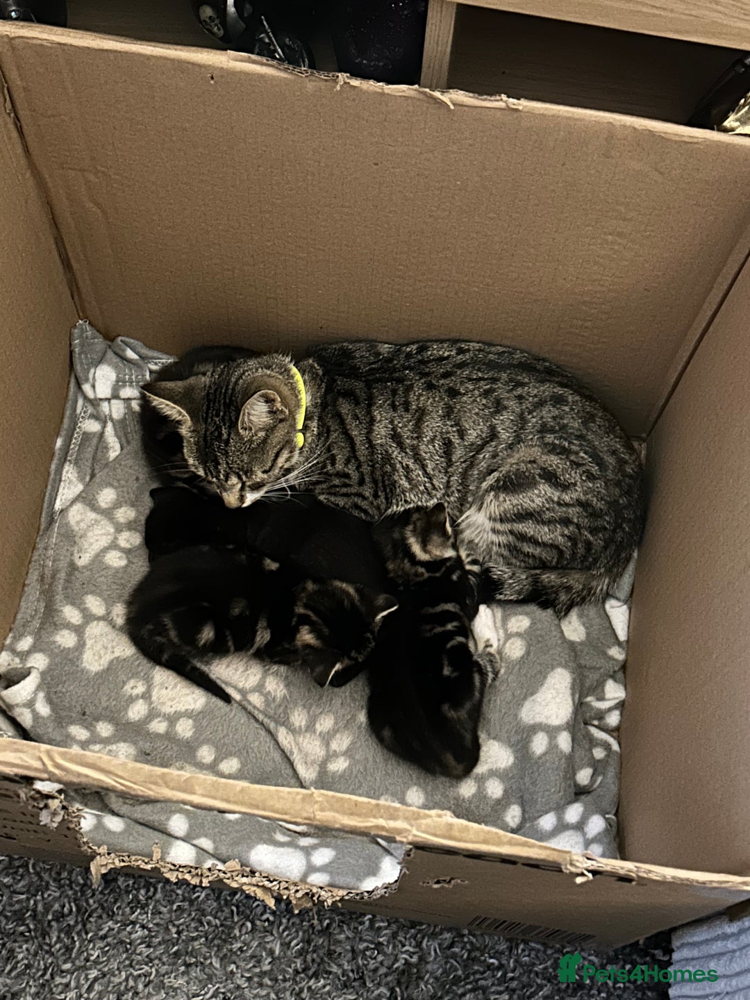Bengal cats for sale: 3 Bengal mix kittens  - Image 23