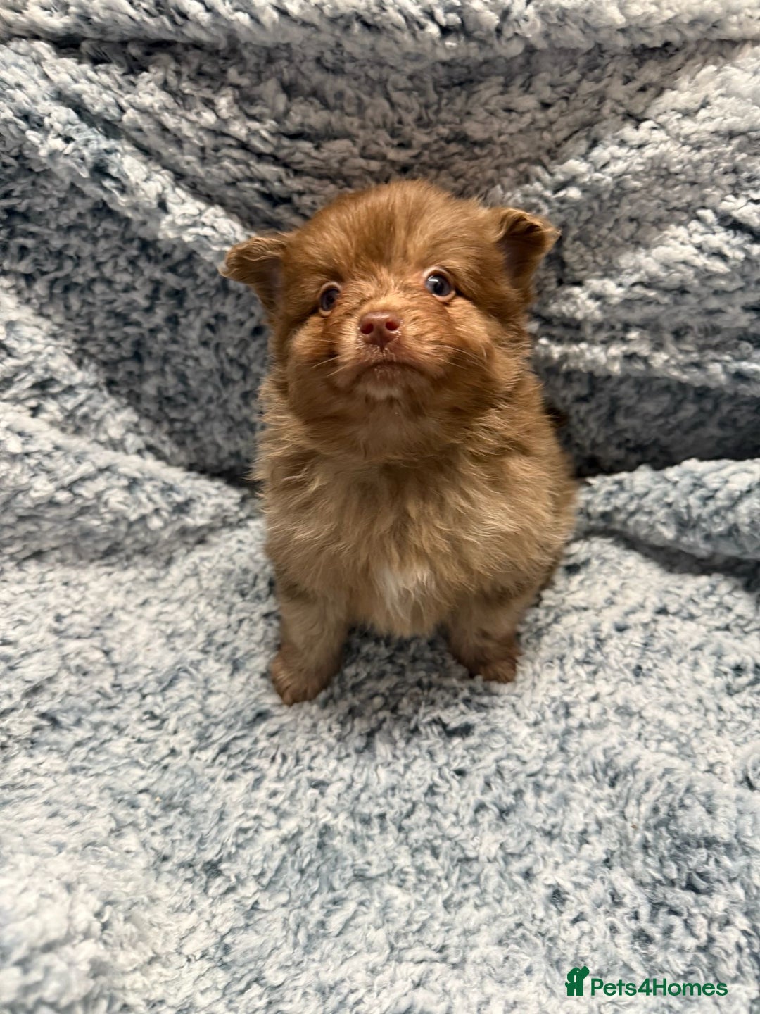 Pomeranian dogs for sale: Puppies Ready for new homes  - Advert 19