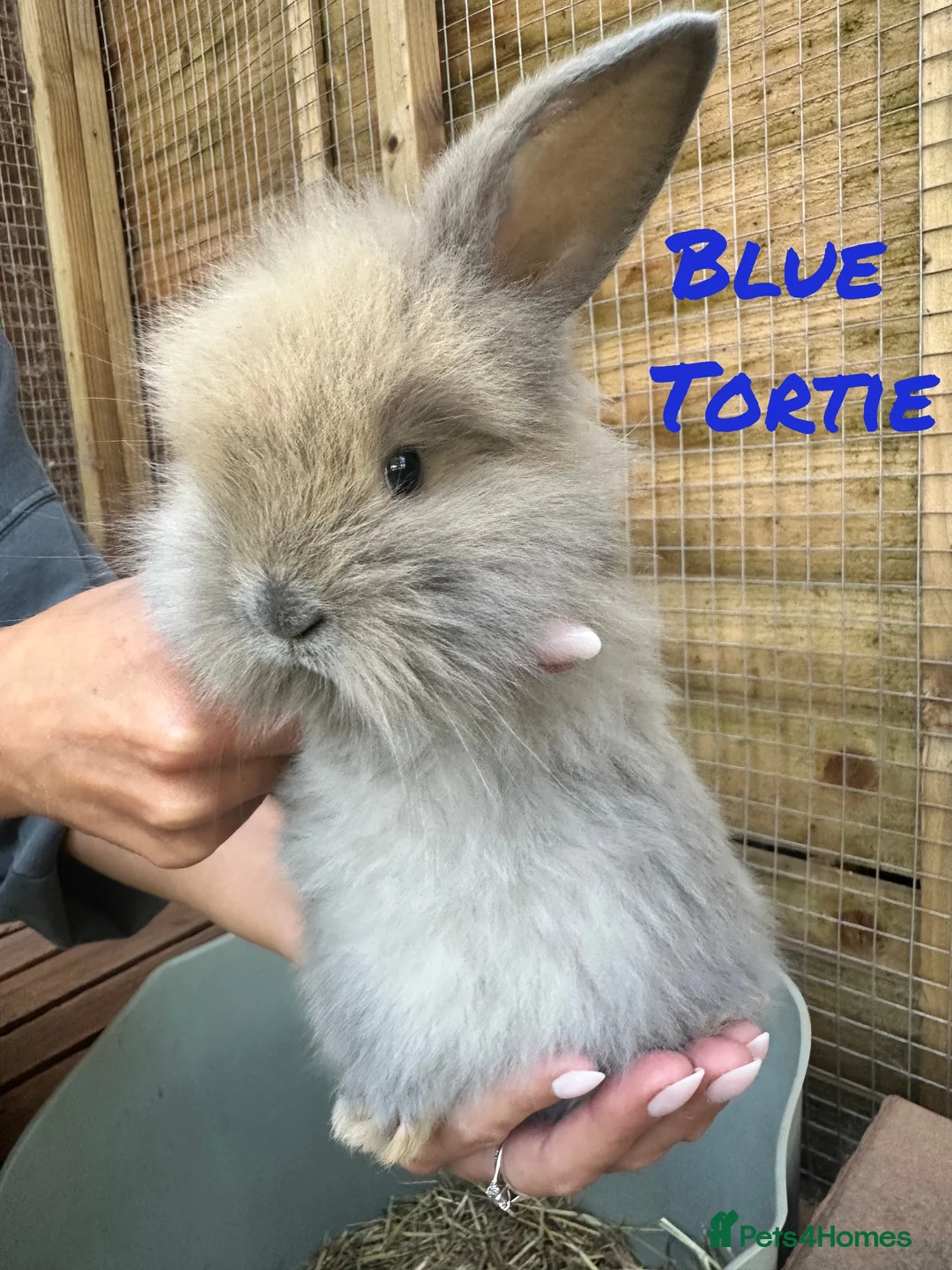 Mixed Breed rabbits for sale: French Lop X Maxi Angora Babies - Advert 1