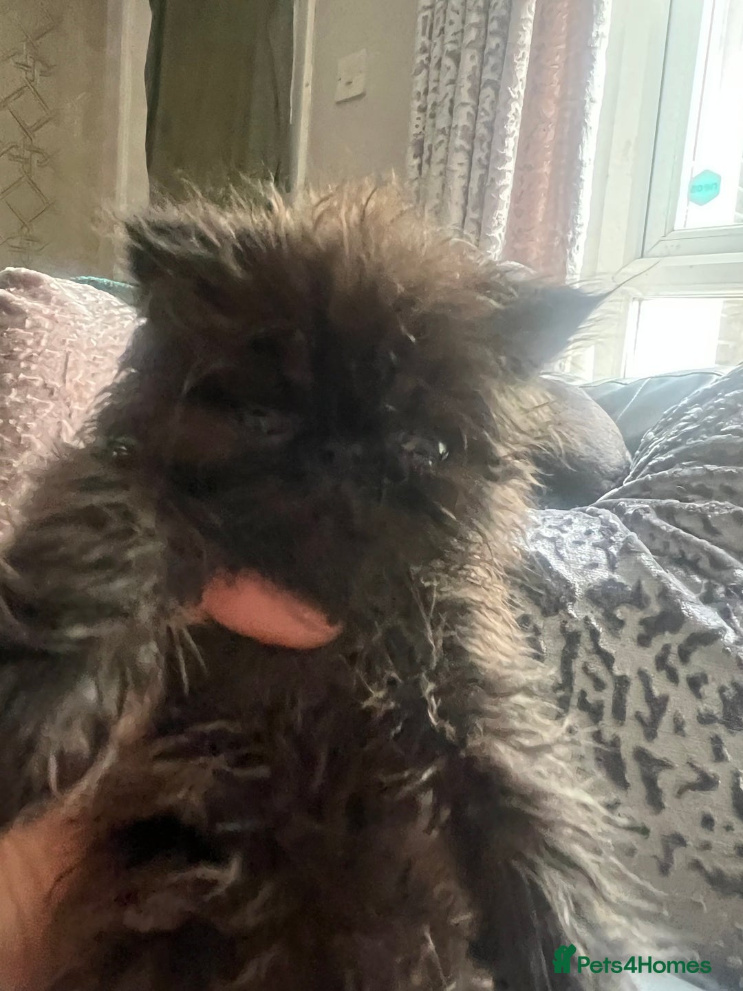 Persian cats for sale: Champion Bloodlines Persian Kittens–GCCF papers  - Image 24