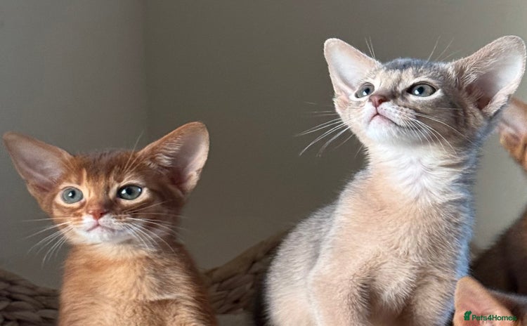 Abyssinian cats - Advert 15