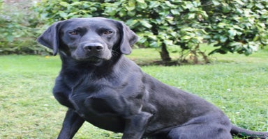 Labrador Retriever dogs - Advert 9