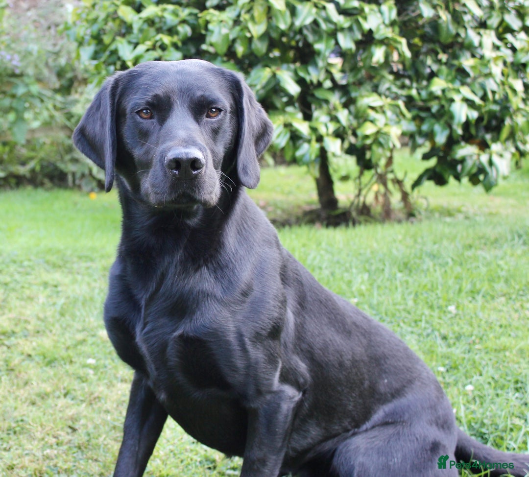 Labrador Retriever dogs for sale: FTCH FENDAWOOD PUPS FOR SALE - Image 2