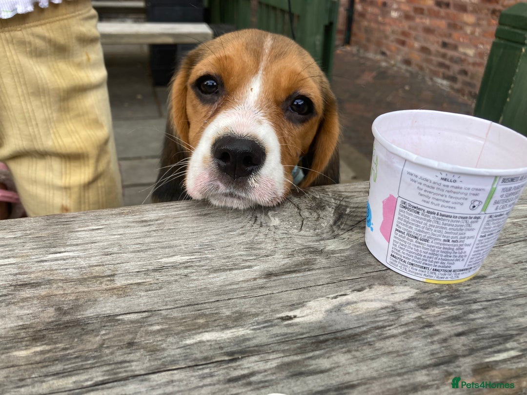 Beaglier dogs for sale: Daisy - Advert 1