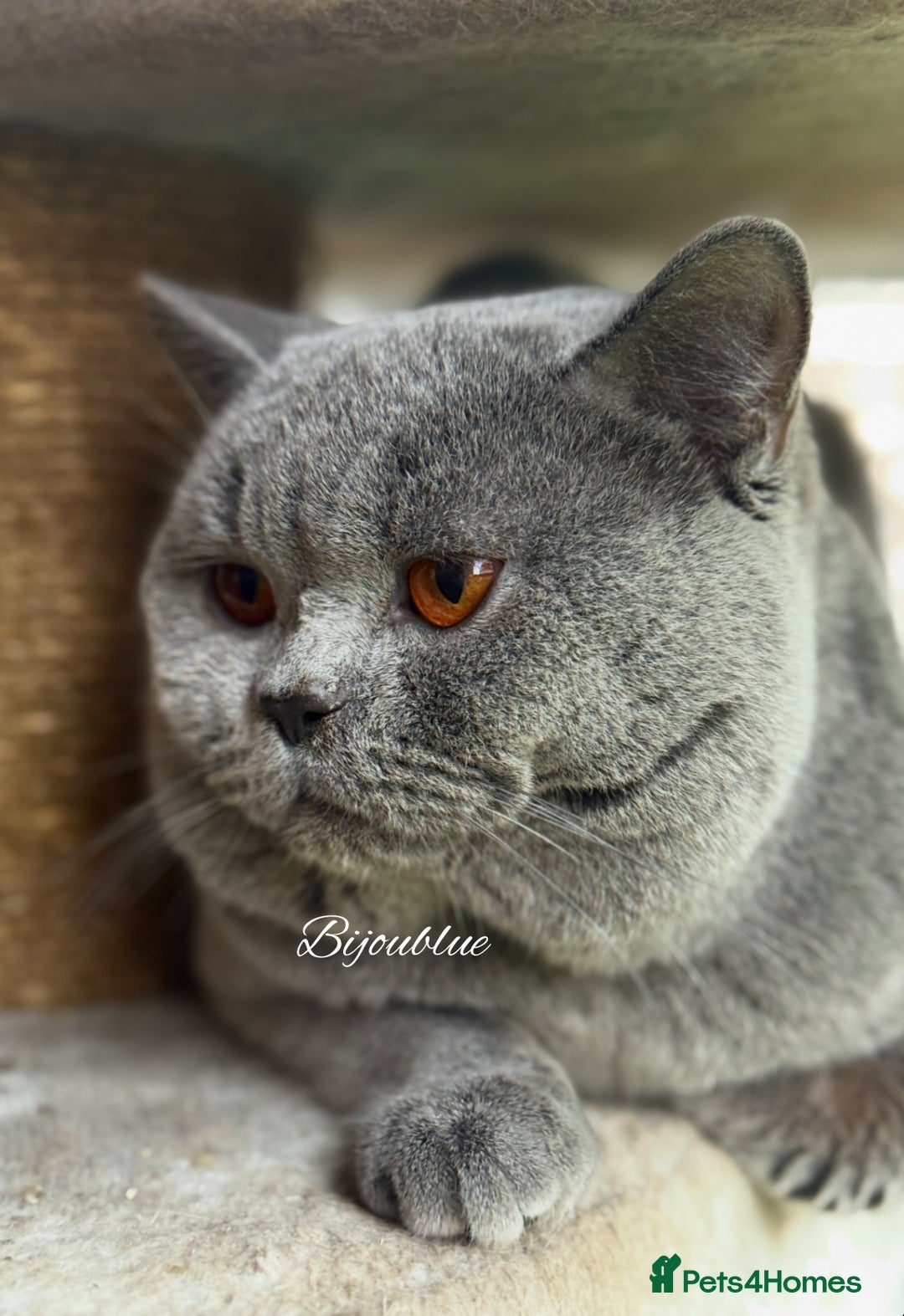 British Shorthair cats for stud: Exclusive Import • World-Class Type - Advert 2
