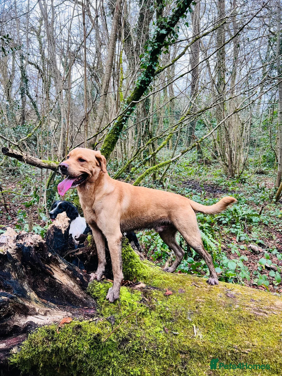 Labrador Retriever dogs for sale: Gorgeous Boy Labrador ( almost 3) - Advert 1