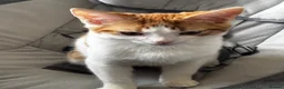 Domestic Shorthair cats for sale: Ginger and white 1 year old cat - Timmy - Advert 3