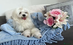 Maltese dogs for sale: 1 KC Maltese Puppy Boy READY NOW  - Image 5