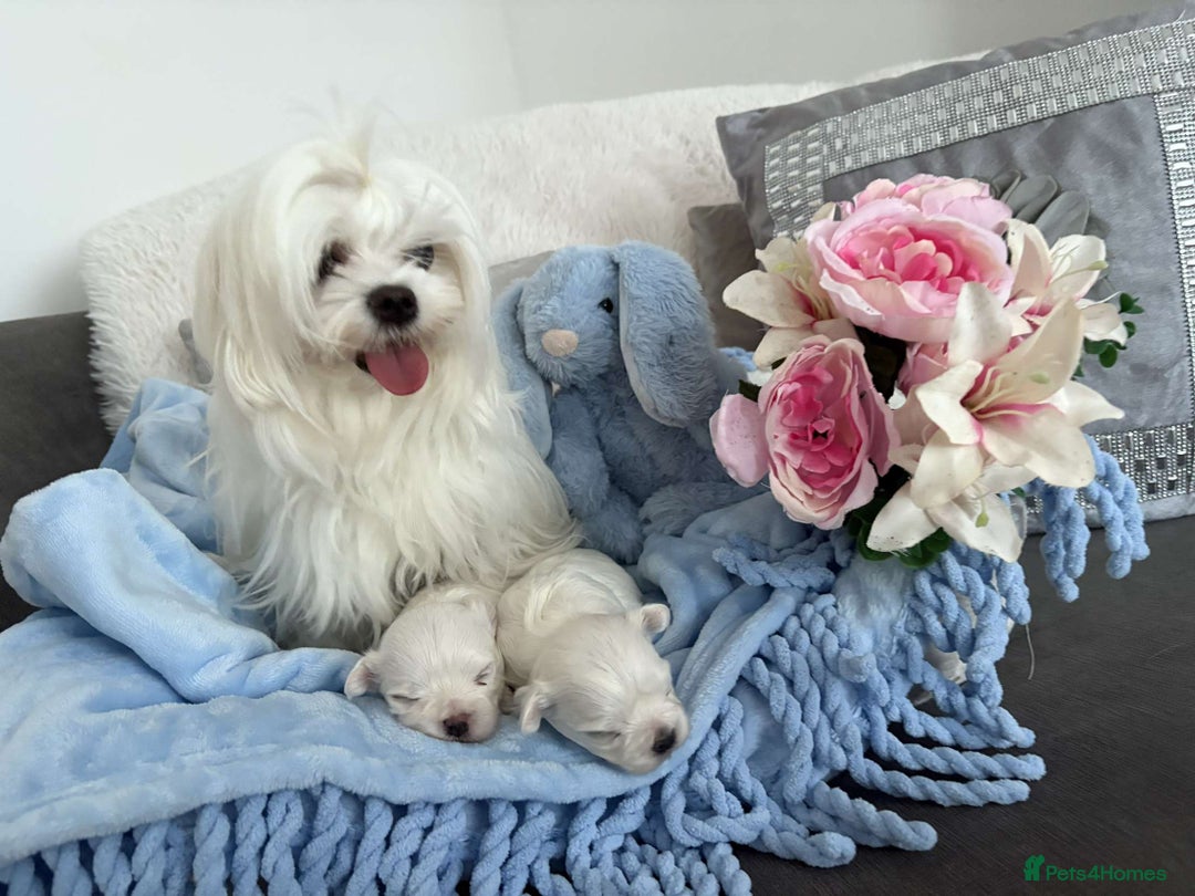 Maltese dogs for sale: 1 KC Maltese Puppy Boy READY NOW  - Image 5