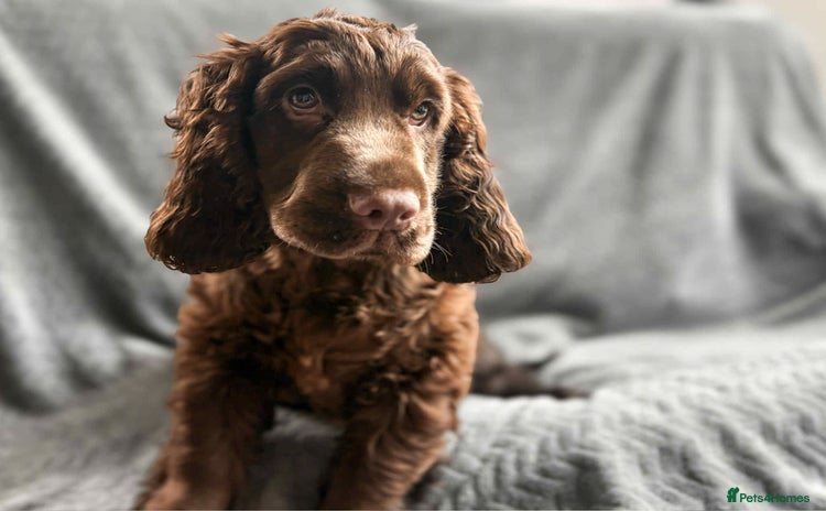 Cocker Spaniel dogs - Advert 5