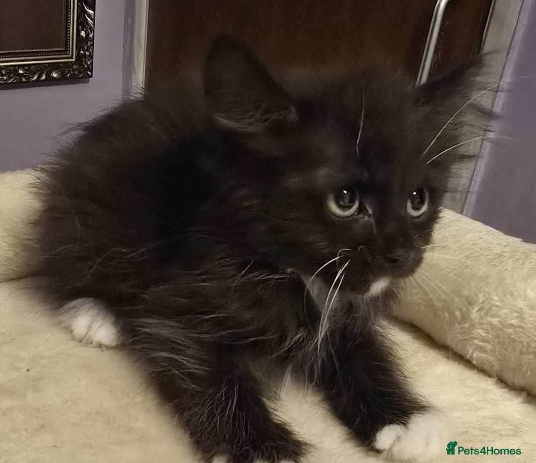 Siberian cats for sale: Tested purebreed hypoallergenic Siberian kittensns - Image 17