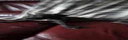 Mixed Breed dogs for sale: Whippet X Lurcher Puppies - Advert 9