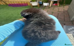 Mixed Breed dogs for sale: The most amazing pomsky  x german shepherd babies  - Image 14