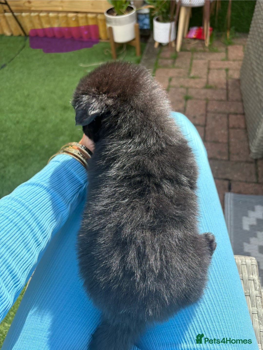 Mixed Breed dogs for sale: The most amazing pomsky  x german shepherd babies  - Image 14