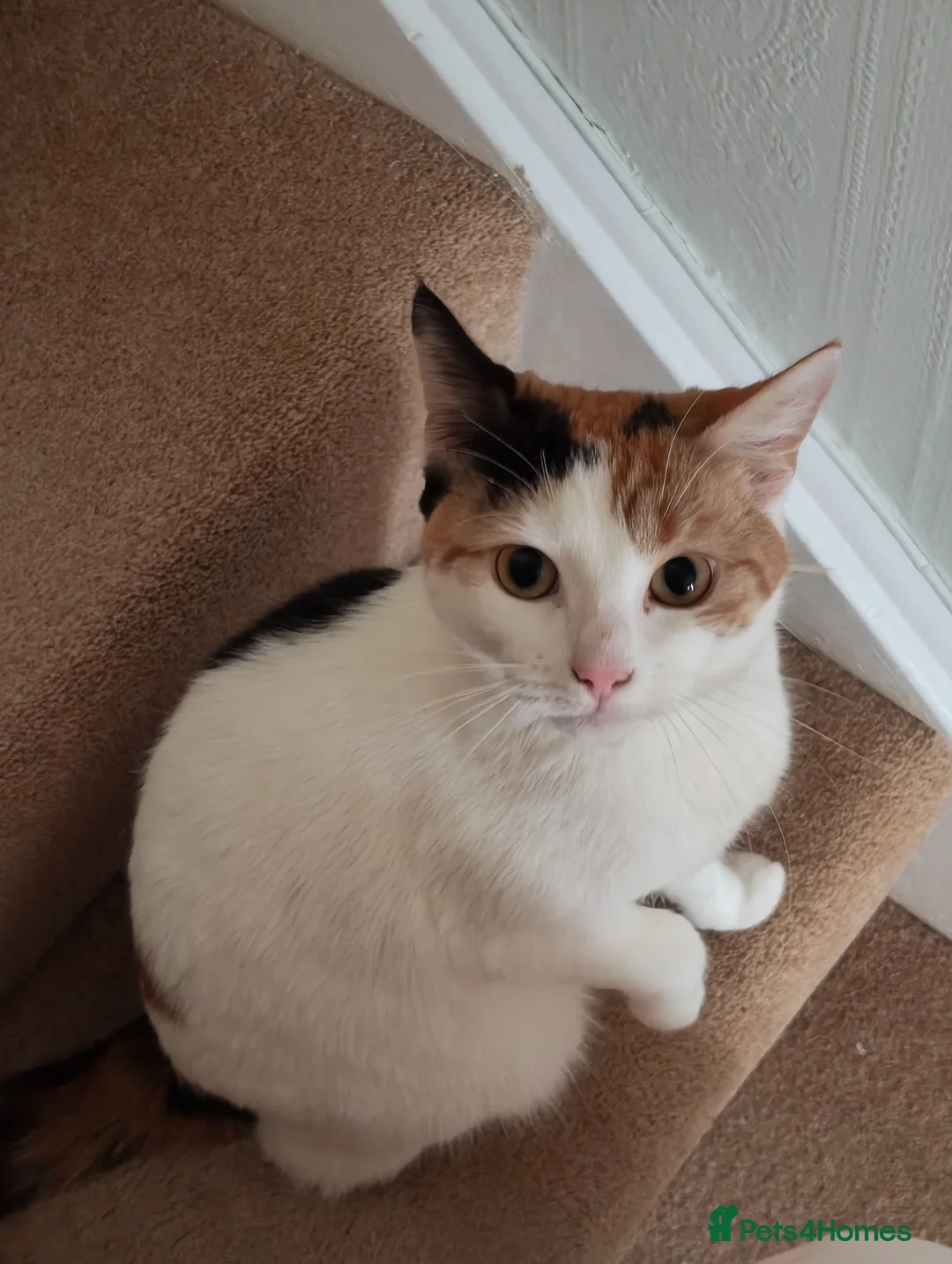 Mixed Breed cats for sale: Beautiful female mixed breed   - Advert 1