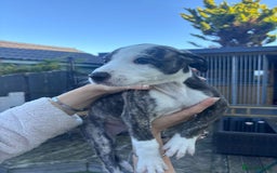 Lurcher dogs for sale: Whippet/greyhound/bull X greyhound/whippet/collieX - Image 24