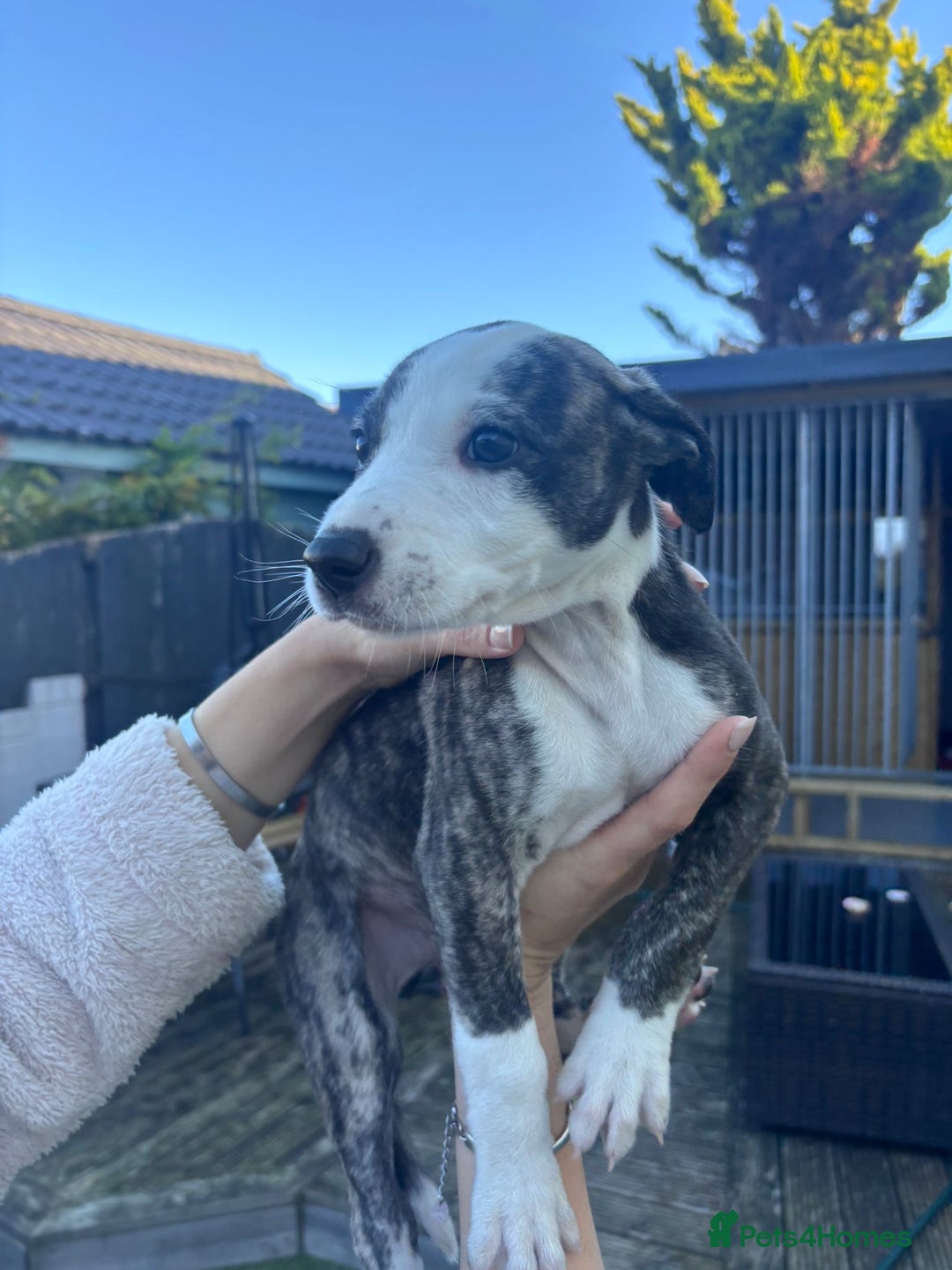 Lurcher dogs for sale: Whippet/greyhound/bull X greyhound/whippet/collieX - Image 24