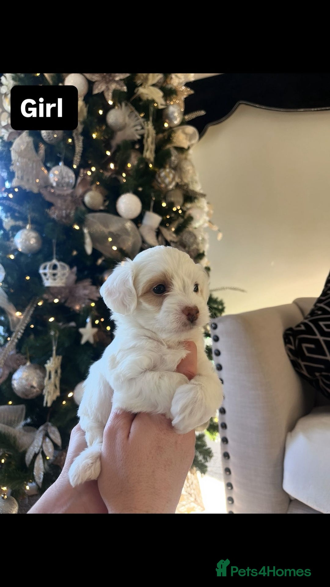 Maltipoo dogs for sale: Toy Maltipoo Puppies - Advert 12