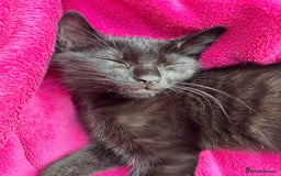 Domestic Shorthair cats for sale: Kitten  - Image 3