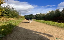 English Springer Spaniel dogs for sale: Chase, springer spaniel - Image 9
