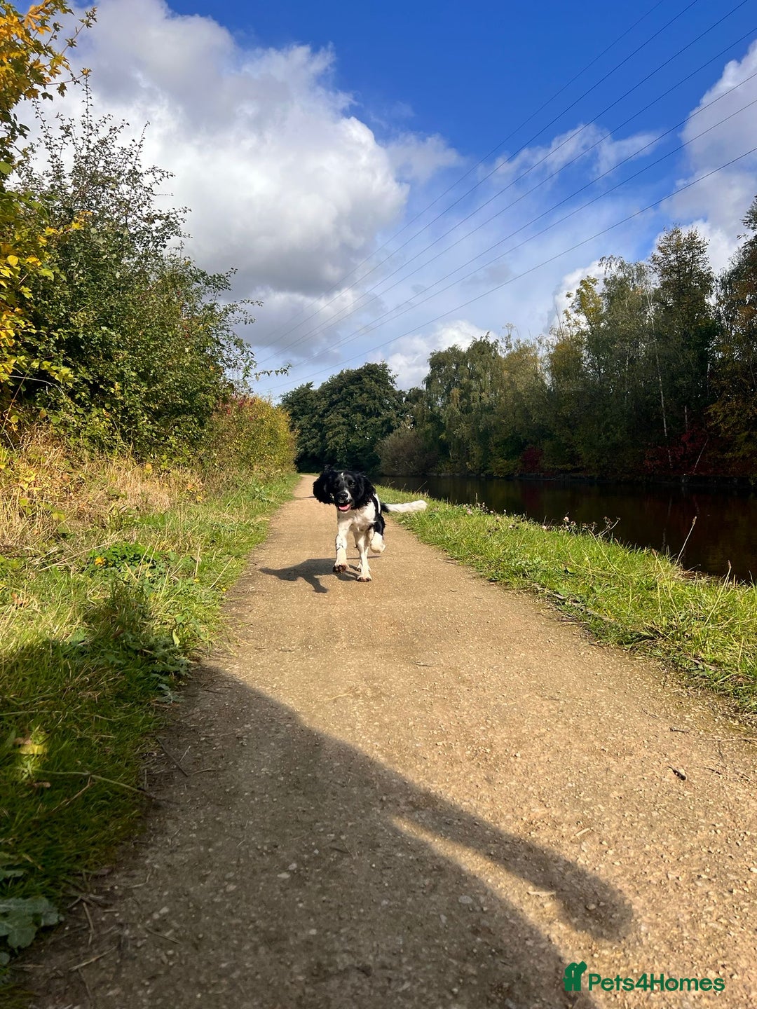 English Springer Spaniel dogs for sale: Chase, springer spaniel - Image 9