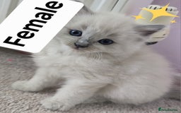 Ragdoll cats for sale: 3 KITTENS 🐱 RAGDOLL🐾  🌸🌿 Blue Point Silky💫🐾* - Image 6