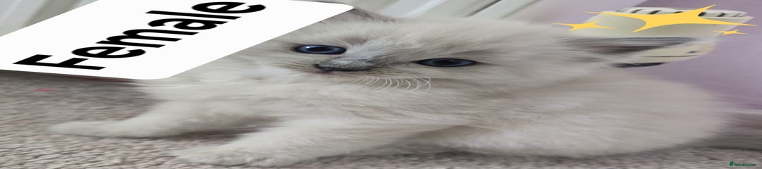 Ragdoll Kitten 3