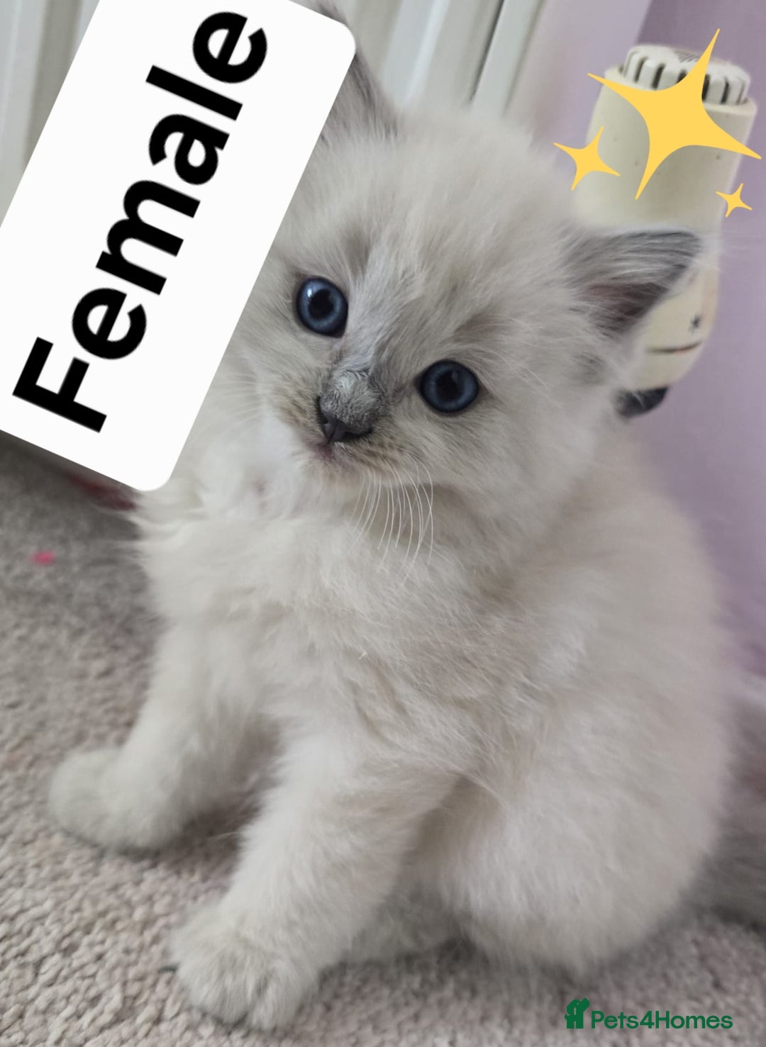 Ragdoll cats for sale: 3 KITTENS 🐱 RAGDOLL🐾  🌸🌿 Blue Point Silky💫🐾* - Image 6
