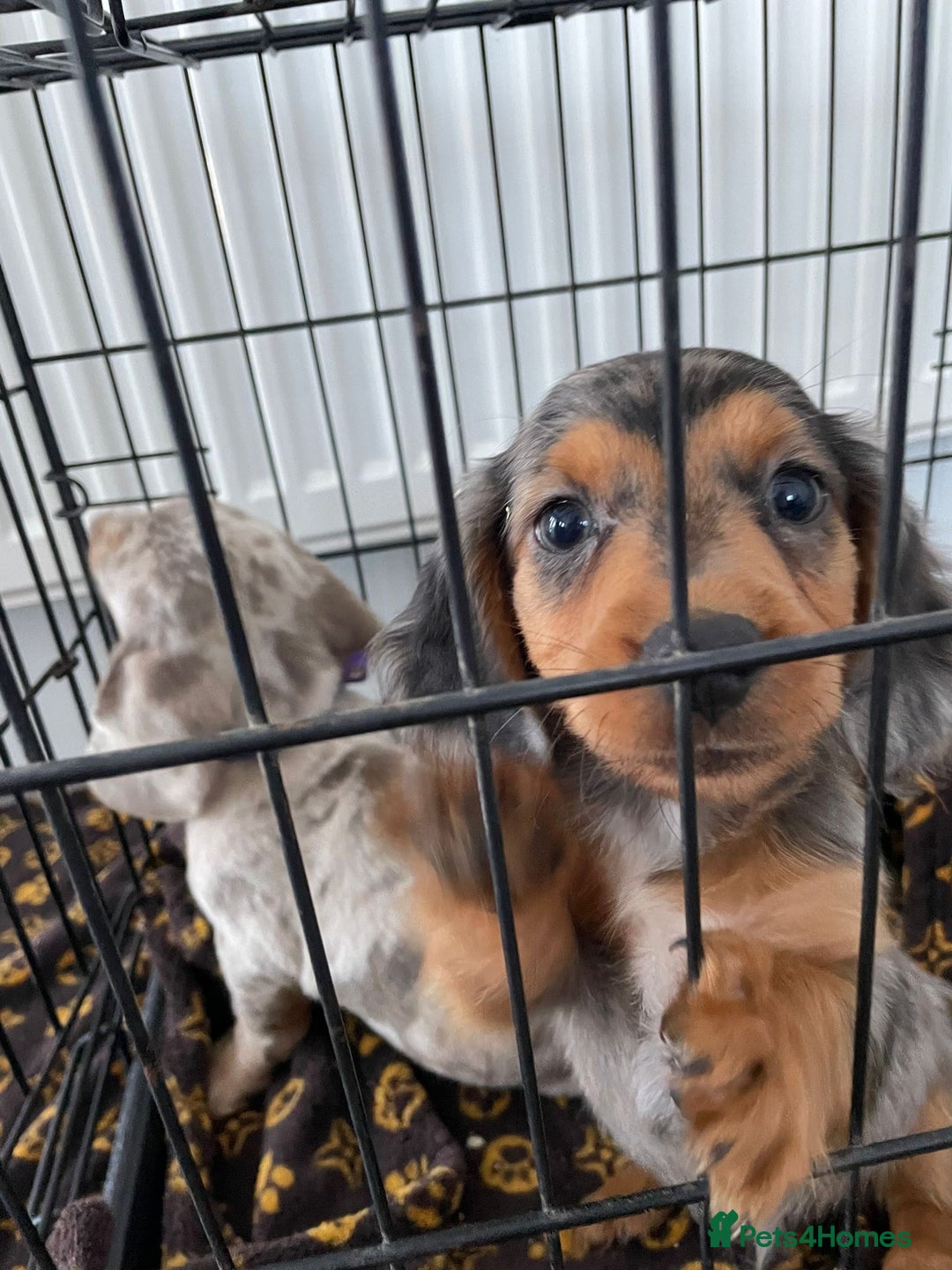 Miniature Dachshund dogs for sale: Miniature dachshund  - Image 7
