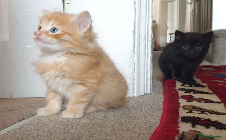 Mixed Breed cats - Advert 3