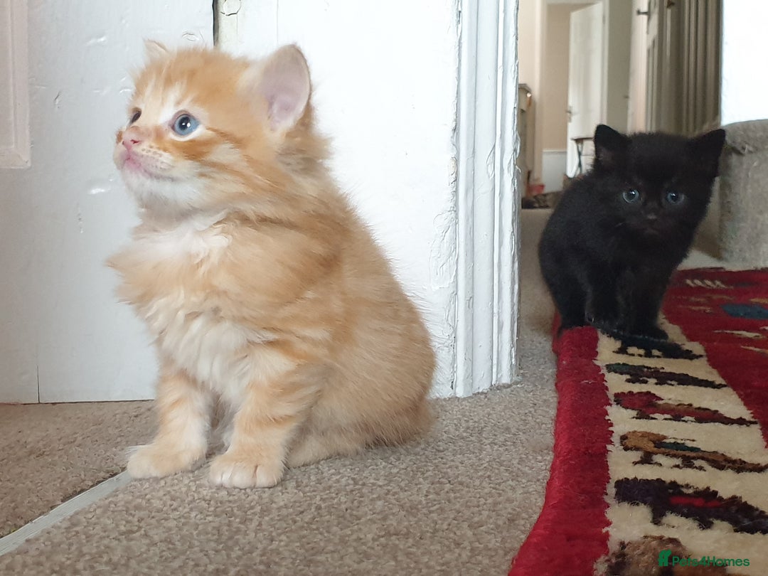 Mixed Breed cats for sale: Adorable kitten for sale - Image 1