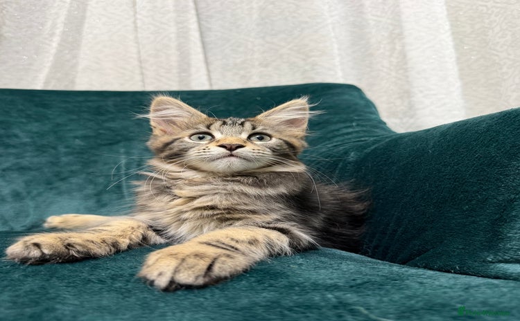 Maine Coon cats 💫Maine Coon Kittens Available- Champion Pedigree✨ - Advert 8