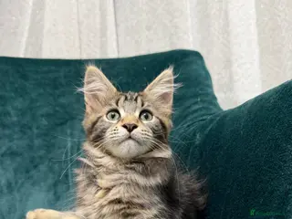 Maine Coon cats 💫Maine Coon Kittens Available- Champion Pedigree✨ - Advert 7