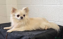 Chihuahua dogs for sale: 2 year old Cream Long Coat Chihuahua Male - Image 1