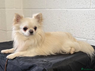 Chihuahua dogs - Advert 3