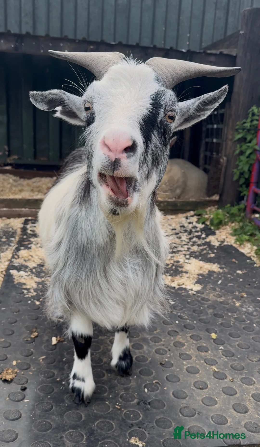 Goats livestock for sale: Two Pygmy goats seeking a new home in Denny - Advert 2