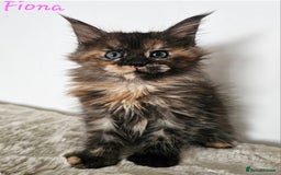 Maine Coon cats for sale: Beautiful Maine Coon kittens - Image 10