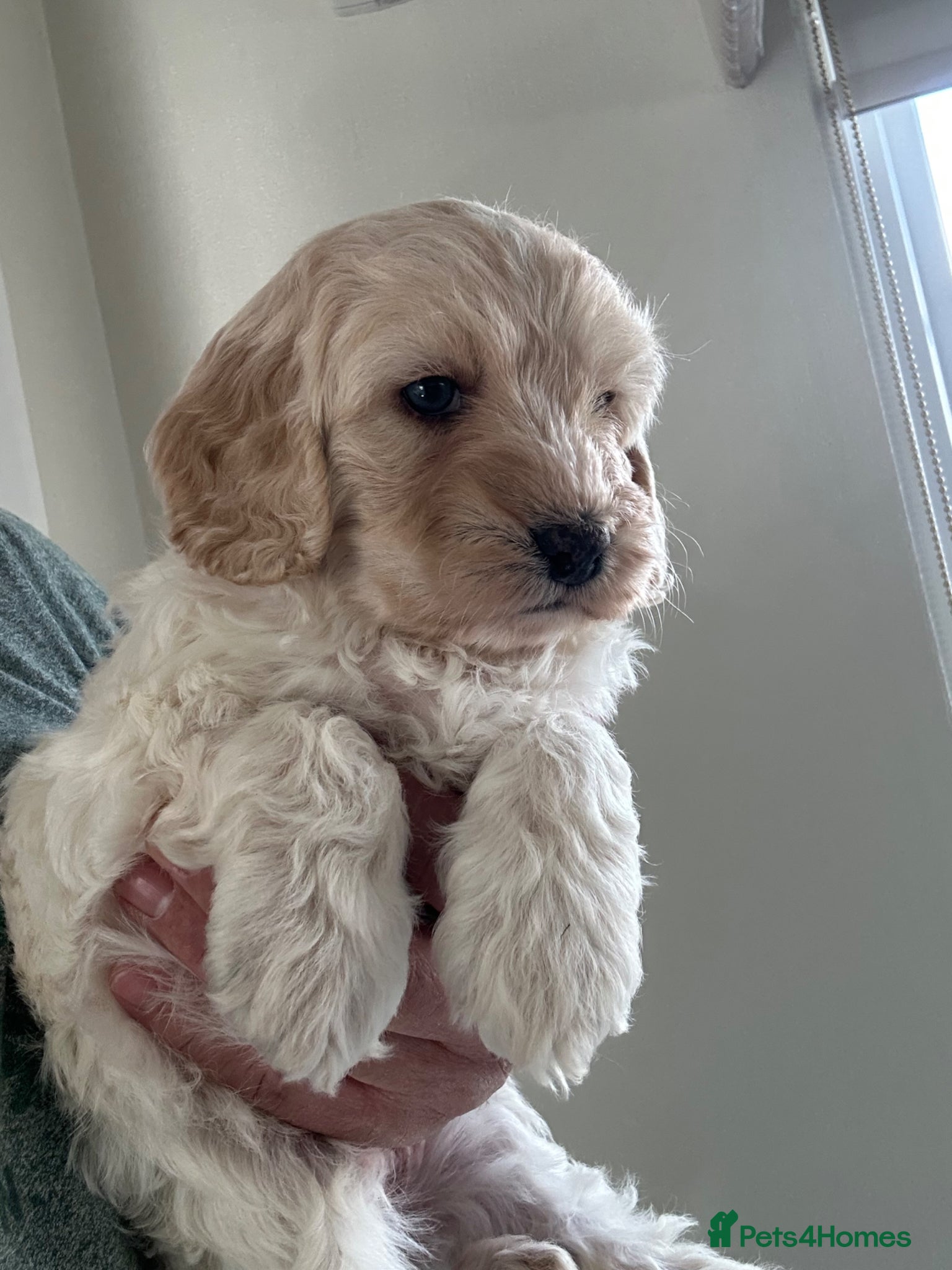 Cockapoo dogs Quality F1 cockapoos for sale - Advert 2